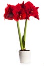 Beautiful large red Amaryllis flower in the pot Royalty Free Stock Photo