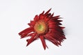 Beautiful large red flower Gerber with petals on a white background. Flower Gerber.copy space Royalty Free Stock Photo