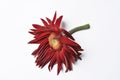 Beautiful large red flower Gerber with petals on a white background. Flower Gerber.copy space Royalty Free Stock Photo