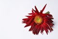 Beautiful large red flower Gerber with petals on a white background. Flower Gerber.copy space Royalty Free Stock Photo