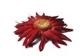 Beautiful large red flower Gerber with petals on a white background. Flower Gerber.copy space Royalty Free Stock Photo