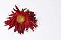 Beautiful large red flower Gerber with petals on a white background. Flower Gerber.copy space Royalty Free Stock Photo