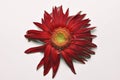 Beautiful large red flower Gerber with petals on a white background. Flower Gerber.copy space Royalty Free Stock Photo