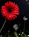 A large red gerbera above two dandelion flowers from which some spores fly away on a dark background Royalty Free Stock Photo