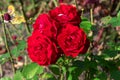Beautiful large red roses, shot close-up