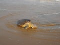 Beautiful large sea turtle walking on sea beach sand. Royalty Free Stock Photo