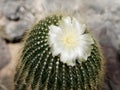 Beautiful large sulphur yellow flower of a cactus