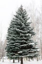 Beautiful large, tall, green fir tree all in the snow on the street in winter