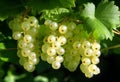 Beautiful_large_transparent_berries_of_white_currant_glow_1690446493540_2