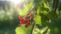 Beautiful large transparent berries of white currant glow 1690446493540 5