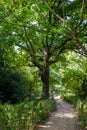 Beautiful large tree beside a pathway in Hampstead heath, Uk