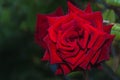 Beautiful large velvet red rose on a dark green garden background, close-up