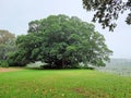 Beautiful large and very old fig tree Royalty Free Stock Photo