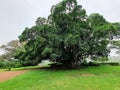 Beautiful large and very old fig tree Royalty Free Stock Photo