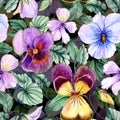 Beautiful large vivid viola flowers with green leaves on dark background. Seamless spring or summer floral pattern. Royalty Free Stock Photo