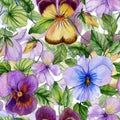 Beautiful large vivid viola flowers with green leaves on white background. Seamless spring or summer floral pattern. Royalty Free Stock Photo