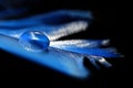 Beautiful large water dew drop on a blue feather close up.