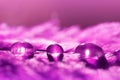 Beautiful large water dew drops on a purple feather close up. Royalty Free Stock Photo