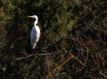 Great Egret perched on tree above a wetland in california Royalty Free Stock Photo