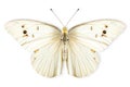 Beautiful Large White butterfly isolated on a white background with clipping path Royalty Free Stock Photo