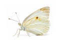 Beautiful Large White butterfly isolated on a white background. Side view Royalty Free Stock Photo