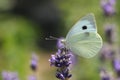 A pretty Large White Butterfly Pieris brassicae nectaring on a pretty lavender flower.