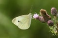 A pretty Large White Butterfly Pieris brassicae nectaring on a thistle flower. Royalty Free Stock Photo