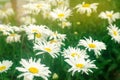 Beautiful large white chamomile grow in the garden on a sunny day. Gardening. Amazing flowers. Natural wallpaper. Soft selective