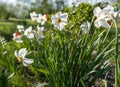 Beautiful large white daffodils in bright sunshine against a blurry background of a green garden.