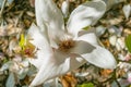 Beautiful large white flowers of Magnolia denudata, close-up Royalty Free Stock Photo