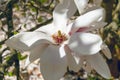 Beautiful large white flowers of Magnolia denudata, close-up Royalty Free Stock Photo