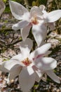 Beautiful large white flowers of Magnolia denudata, close-up Royalty Free Stock Photo