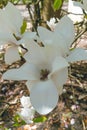 Beautiful large white flowers of Magnolia denudata, close-up Royalty Free Stock Photo