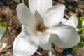 Beautiful large white flowers of Magnolia denudata, close-up Royalty Free Stock Photo