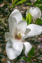 Beautiful large white flowers of Magnolia denudata, close-up Royalty Free Stock Photo