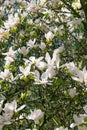 Beautiful large white flowers of Magnolia denudata Royalty Free Stock Photo