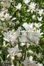 Beautiful large white flowers of Magnolia denudata Royalty Free Stock Photo