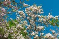 Beautiful large white flowers of Magnolia denudata Royalty Free Stock Photo