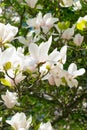 Beautiful large white flowers of Magnolia denudata Royalty Free Stock Photo