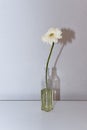 Beautiful large white gerbera in a bottle on the table casts a shadow on the wall Royalty Free Stock Photo