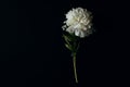 Beautiful large white peony flower on a black surface. top view, copy space, moody floral Royalty Free Stock Photo