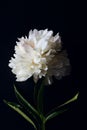 Beautiful large white peony flower on a dark background. top view, moody floral, close-up Royalty Free Stock Photo