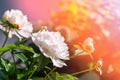 Beautiful large white peony flowers on a bush in the garden close-up macro with soft focus and beautiful bokeh Royalty Free Stock Photo