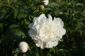 Beautiful large white peony Royalty Free Stock Photo