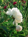 Beautiful large white peony Royalty Free Stock Photo