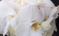 Beautiful large white petals of delicate Orchid in the bride`s bouquet. Festive spectacular bouquet for anniversary, Birthday Royalty Free Stock Photo