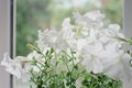 Beautiful Large white petunia flowers in a flowerbed in summer. Close-up, selective focus Royalty Free Stock Photo