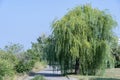 Beautiful large willow grows near the footpath. Lonely tree against the blue sky. Royalty Free Stock Photo