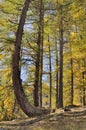 yellow larches in forest