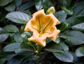 Beautiful large yellow tropical flower. Madagascar.